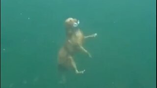 Diving Golden Retriever - HaloRock