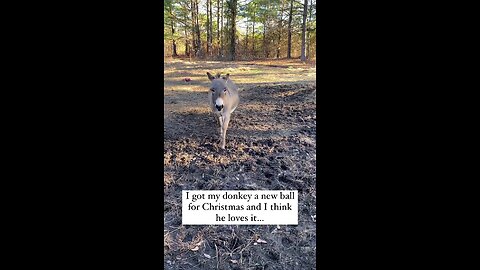 funny donkey happy about his present