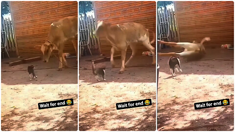 Cat and cow fight | wait for the end 😅