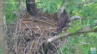 HaysEagles nest squirrel Oh no are those two still here 2020 05 30 113pm
