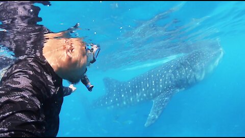 Gentle Giants - Whale Sharks Oslob Cebu, Philippines