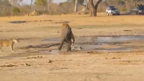 "Animal World 3" : The elephant beat up the lion and left the lion scarred