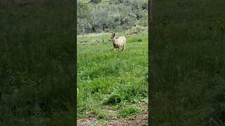 #deer #nature #peaceful #spring #pasture #homesteading #farmlife #homesteadlife #beautiful