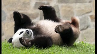 Panda-mania 2.0: D.C.’s National Zoo to get two new pandas from China