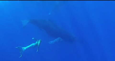 MERMAID SWIMMING WITH WHALES AND SHARKS