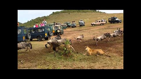 Lion Ambush Serengeti Animal Park Tanzania (Official Video)
