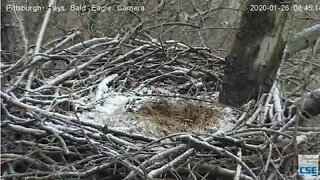 Hays Eagles Mom and Dad fly off Nice pan of nest depth and area 12620 842am