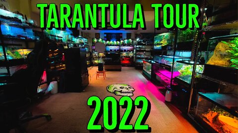 I'M BACK! Tarantula Room Tour 2022! Return of the Collective
