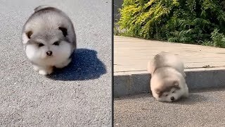 Baby Alaskan Malamute Cutest and Funniest Moments New Compilation 😍| Try Not To Laugh.