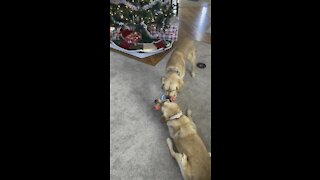 Golden retrievers play with new Christmas toy