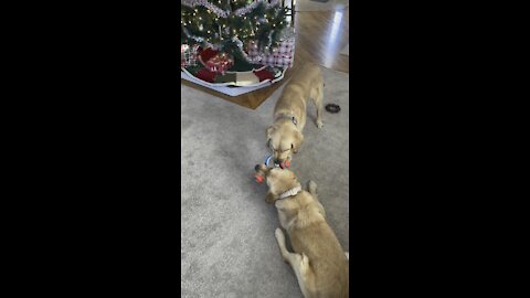 Golden retrievers play with new Christmas toy