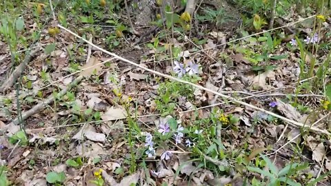 #walking #trails Towawa Park, Sidney #ohio #river