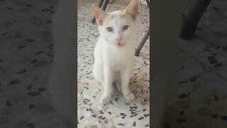 Animal Rescue Rescued Stray Cat 🙀- This Baby Cat wants Love