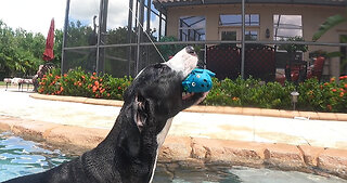 Funny Great Dane Loves Splashing & Squeaking Her Piggy While Swimming