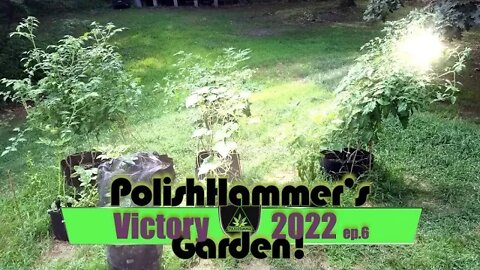 Victory Garden ep 6 "Shishito Peppers and Blossom End Rot!" 🍅🤮🦌🐿🥒🔨😎