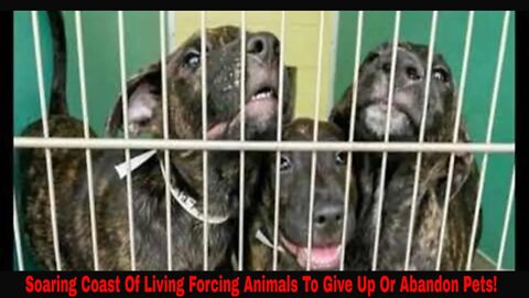 Soaring Costs Of Living Are Forcing Families To Give Up Pets!
