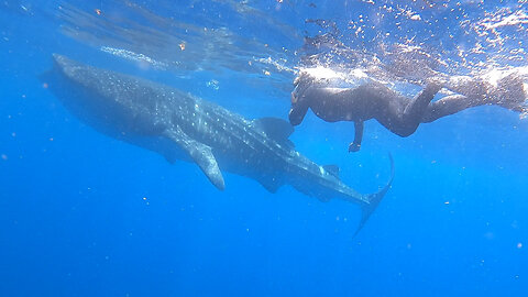 Swimming with the world's largest fish: 100+ whale sharks!