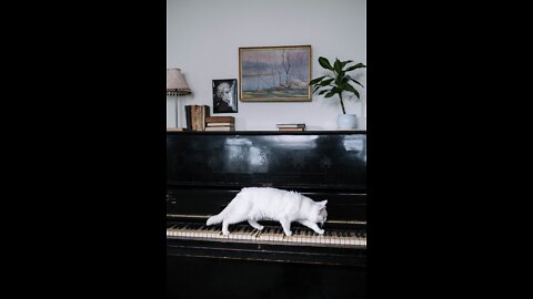 White Cat plays with 🎹 piano