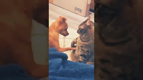 Cat and puppy to touch each other enjoy herself together