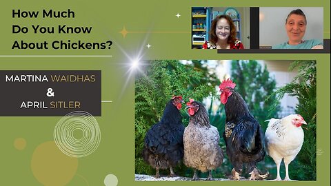 How much do you know about chickens? 🐔
