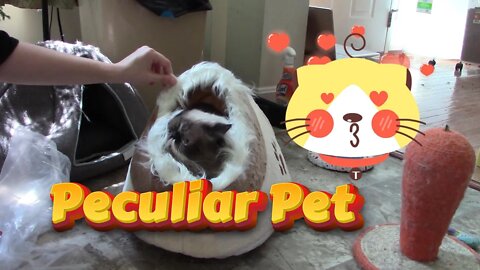 Peculiar Pet Cat Box Unboxing September 2022 😻