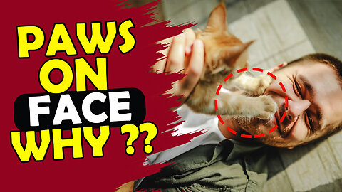 Why do cats put their paw on your face