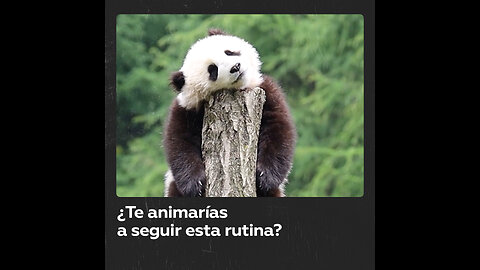 Así se ve un panda haciendo ejercicio