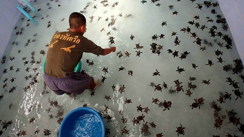 Baby Turtles Get Released in Thailand