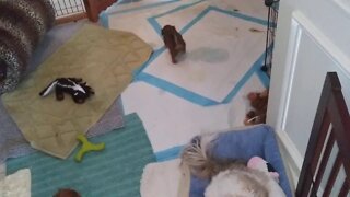 Puppies 8/16/19(2)