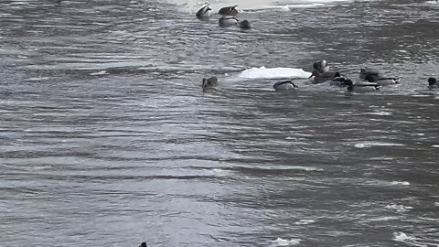 Bufflehead and regular ducks