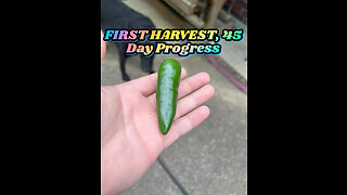 45 DAYS SINCE PLANTING, SEEING VEGETABLES START TO GROW. FLOWERS BLOOMING AND FIRST HARVEST IN TEXAS