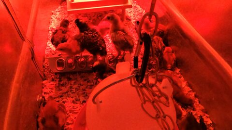 Two week old Chicks doing Chick stuff