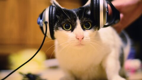 Cat Dance on Music🎶 (very interesting and amazing funny video)