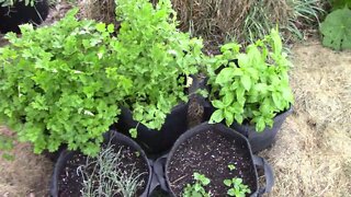 Growing Cilantro, Basil, Parsley, Chives and Oregano In Grow Bags