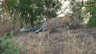 Territorial Roar Of A Male Leopard