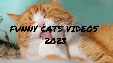 FUNNY CAT VIDEOS 2023 😸