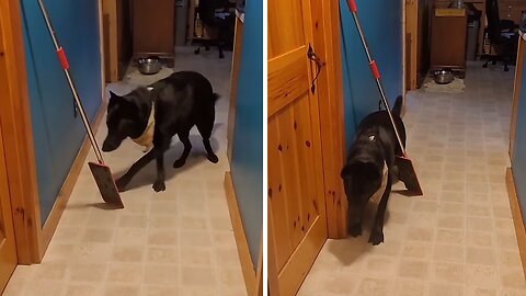 Silly Pup Scared To Pass Mop In Hallway