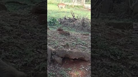 savannah animals #relaxing #lions #nature #travel #wildlife #viral #animals #love #cat#short