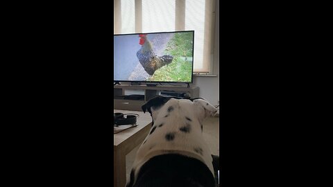 Dog reacts to chickens on de tv !