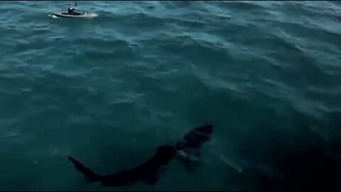 Massive Submarine Shark Sneaks Up on Kayaker Caught on Camera - CR News