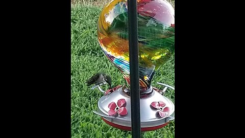 Muse Garden Hummingbird Feeder for Outdoors, Hand Blown Glass, 32 Ounces, Ant Moat Included, Ne...