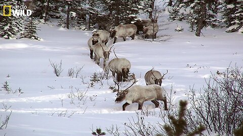 BBC I The phenomenon of snow in the wilderness I Wild Animals