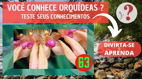 63 - VOCÊ CONHECE ORQUIDEAS ? QUAL O NOME DESSA ORQUIDEA?DIVIRTA-SE IDENTIFICANDO ESSA ORQUÍDEA