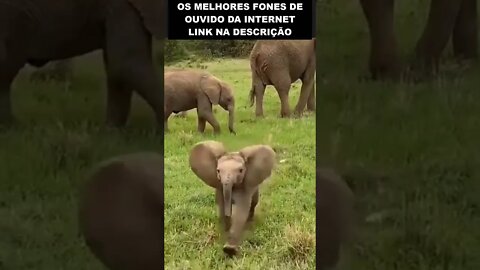 Esse bebê elefante está muito feliz