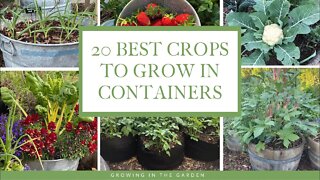 20 BEST Vegetables, Fruits & Herbs for CONTAINER GARDENING: Growing in the Garden