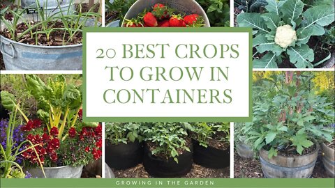 20 BEST Vegetables, Fruits & Herbs for CONTAINER GARDENING: Growing in the Garden