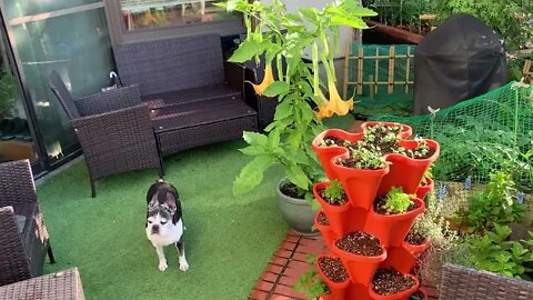 An Explosion of New Growth: String Beans, Zucchini, Strawberries, etc.