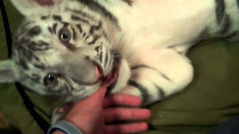 Playing with 2 Baby Siberian Tigers!