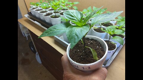 Giant Marconi pepper seedlings update 4/3/23