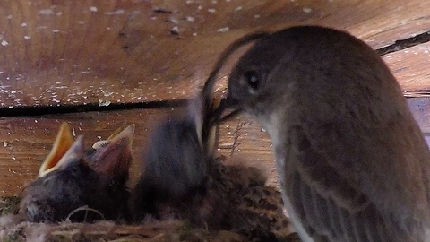 Tiny baby phoebe birds eat shockingly enormous meals